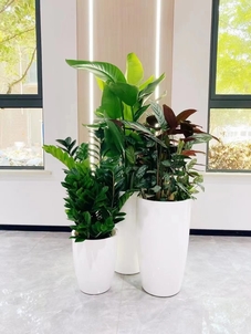 寻找宁波慈溪绿植租赁好商家，这家超值得！